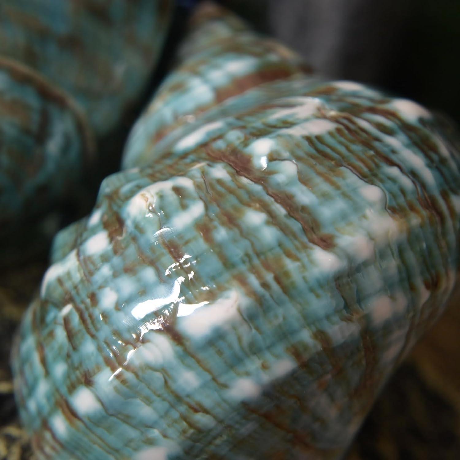 Conchas de Cangrejo Ermitaño 2pcs Verde Tamaño M 5.5-6.5 cm