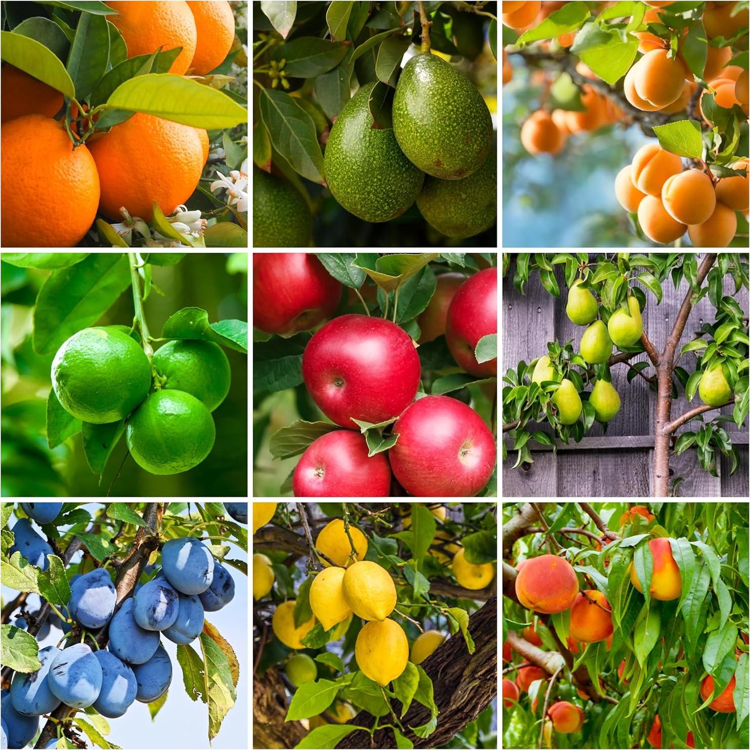 Picos de Fertilizante SimplyGro para Cítricos y Frutales - 12 Picos