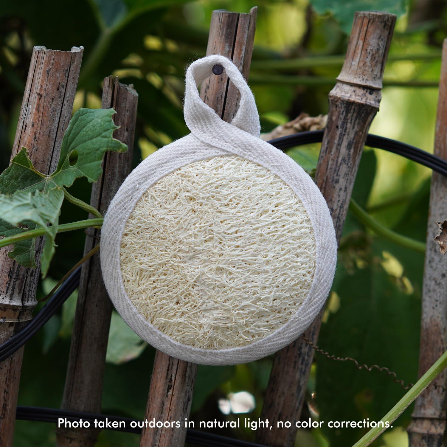 Paquete de 12 Esponjas Exfoliantes de Lufa Natural 8cm