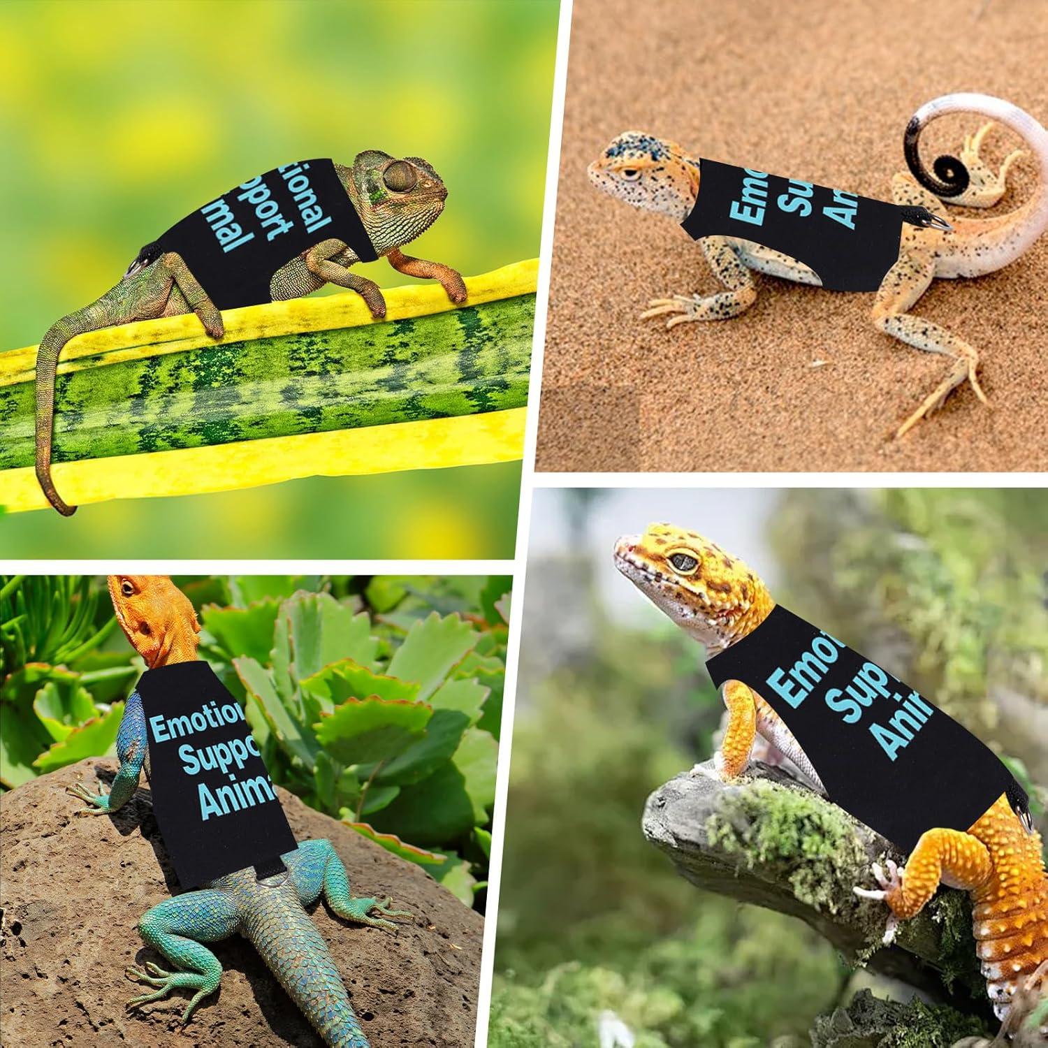 Conjunto Arnés y Correa Ajustable Fnaobai para Dragón Barbudo