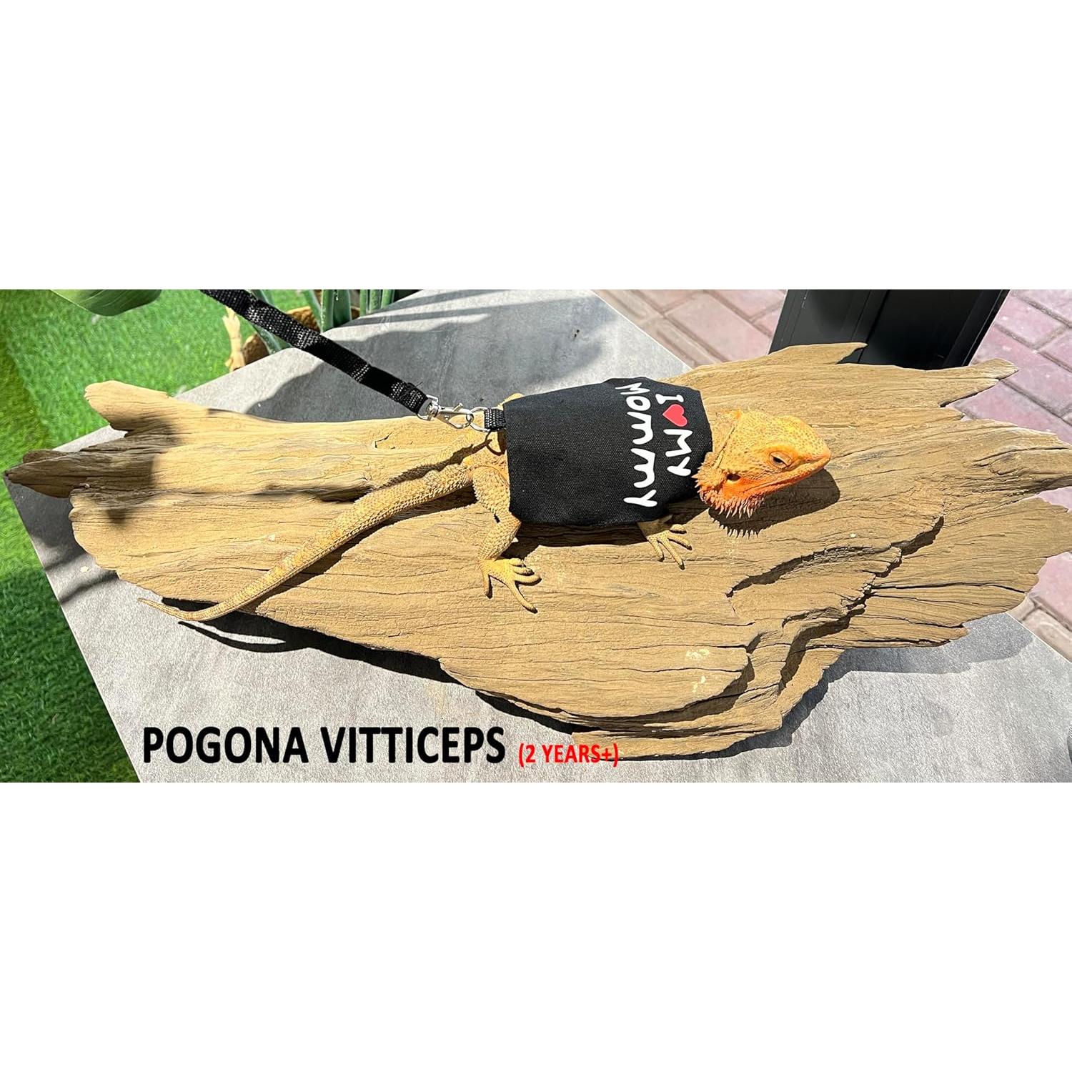 Mochila Transportadora para Dragón Barbudo Halinfer - Negro