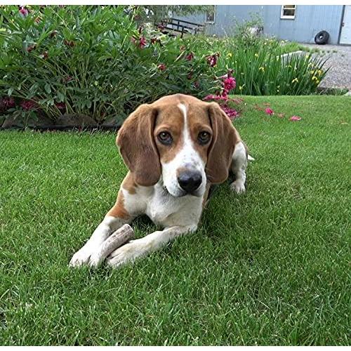 Astas de Alce Premium para Perros Pequeños Elkhorn 10-15 cm