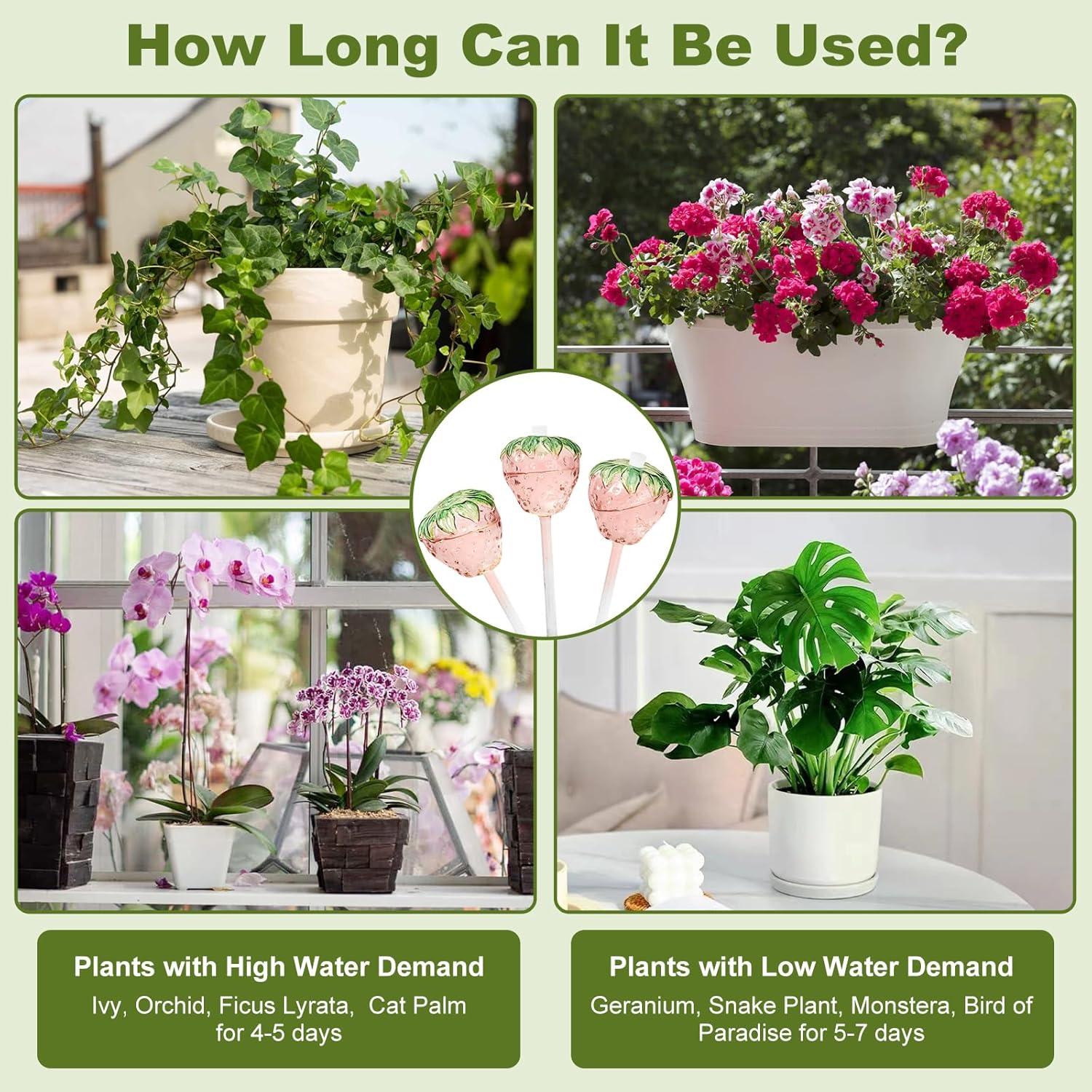 Juego de 2 Esferas de Riego Automático de Vidrio para Plantas