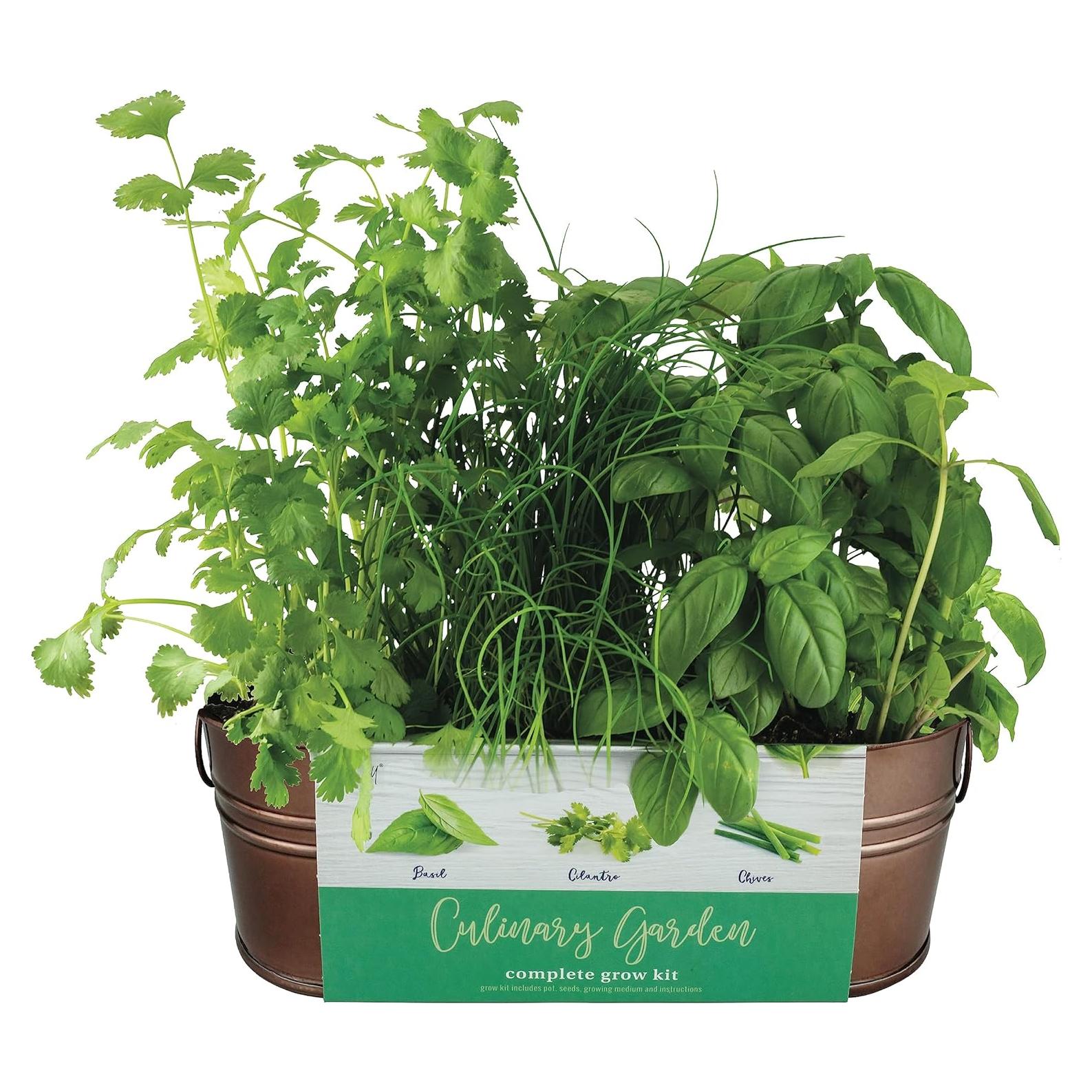 Kit de Cultivo Orgánico BUZZY para Ventanas - Albahaca, Cilantro y Cebollino