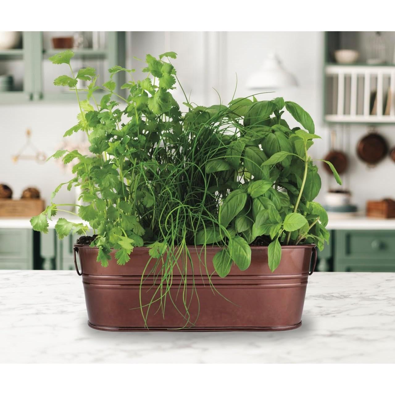 Kit de Cultivo Orgánico BUZZY para Ventanas - Albahaca, Cilantro y Cebollino