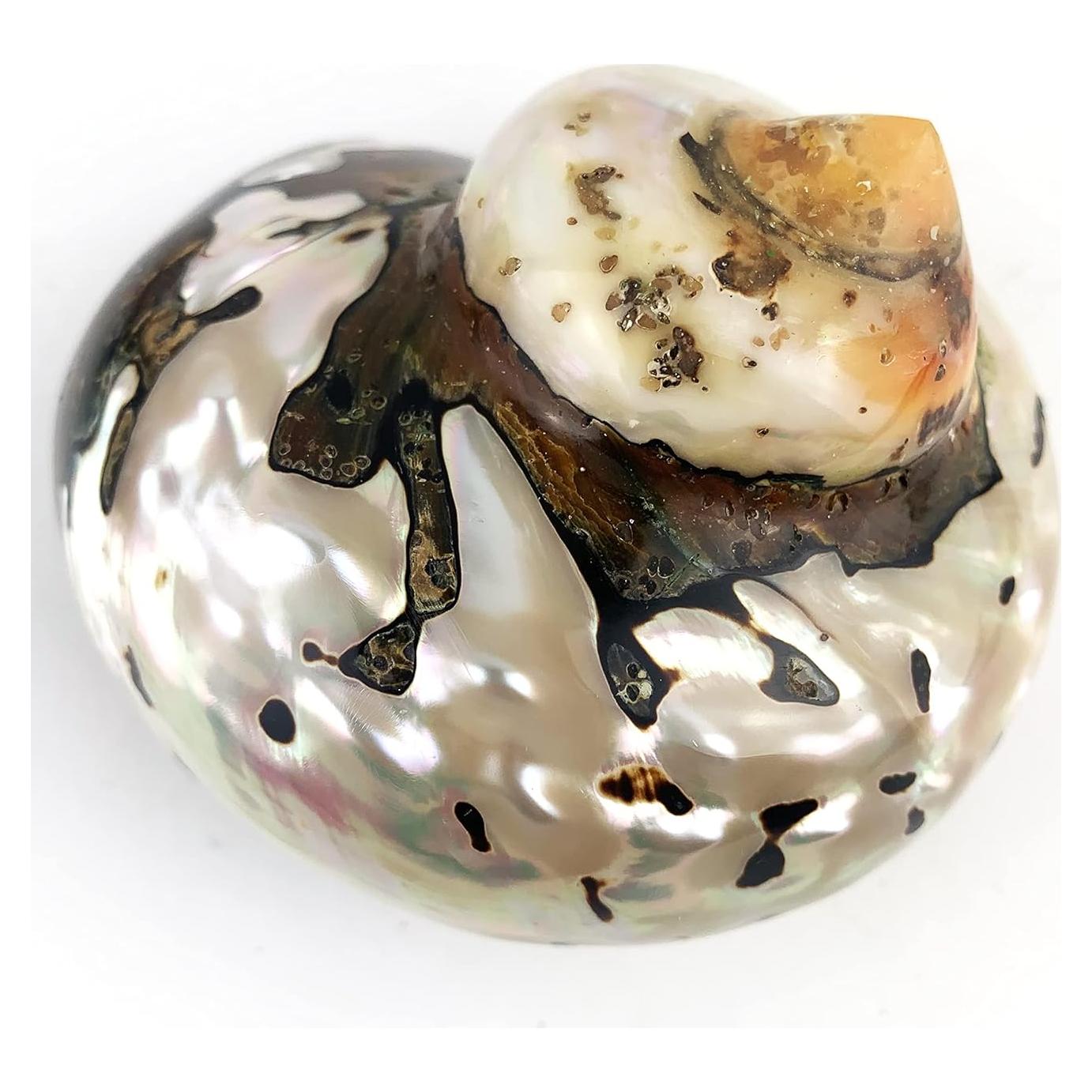 Conchas Turbo Sarmaticus Africanas Naturales 9-10 cm - Mundos