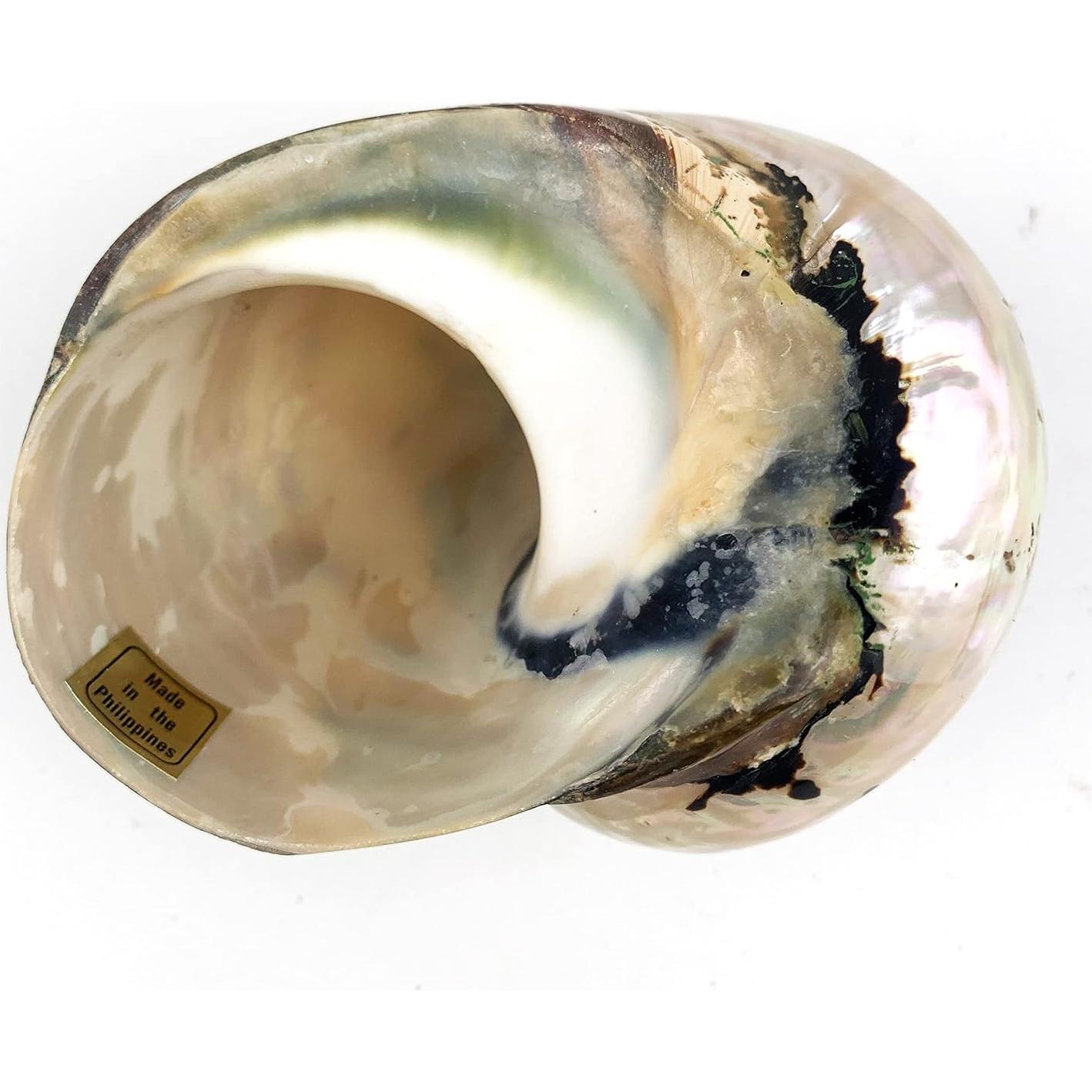 Conchas Turbo Sarmaticus Africanas Naturales 9-10 cm - Mundos