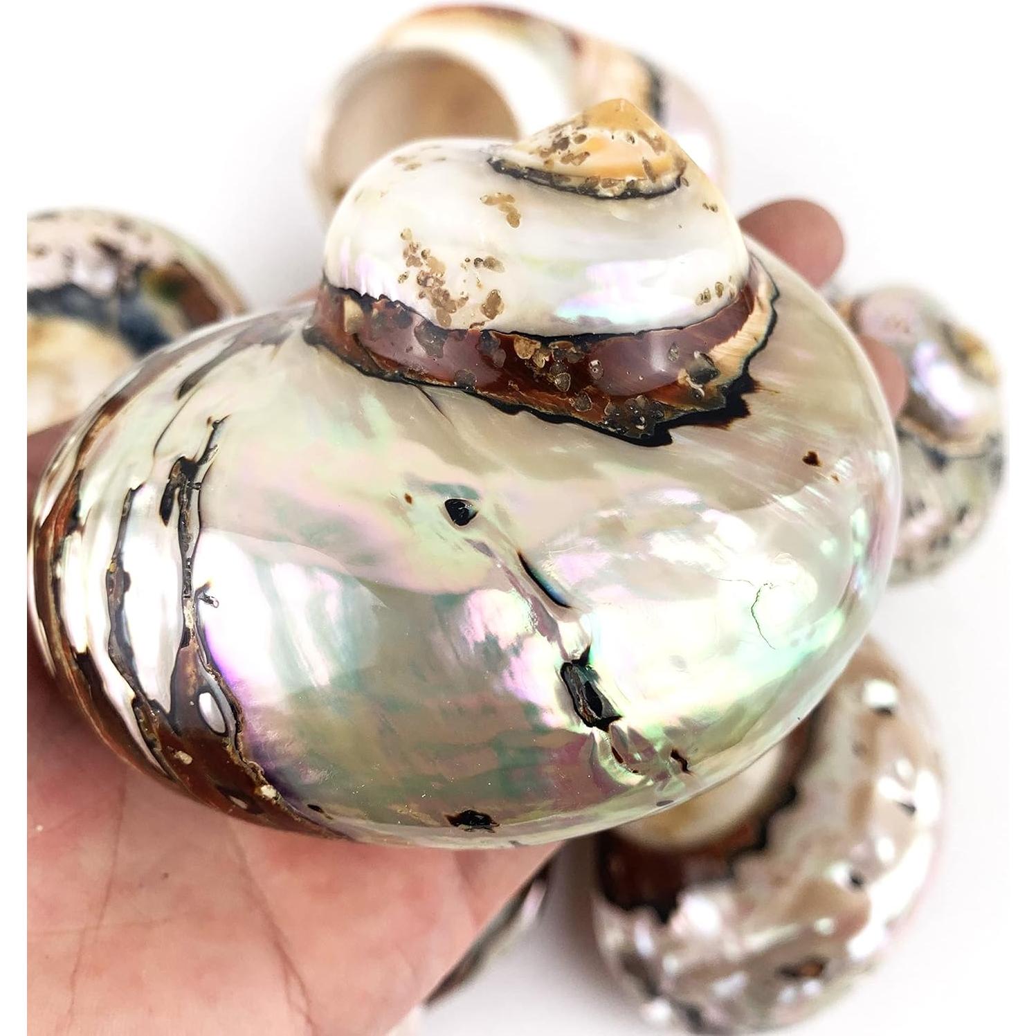 Conchas Turbo Sarmaticus Africanas Naturales 9-10 cm - Mundos