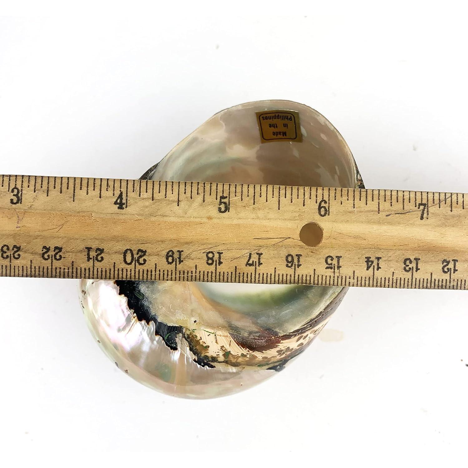 Conchas Turbo Sarmaticus Africanas Naturales 9-10 cm - Mundos