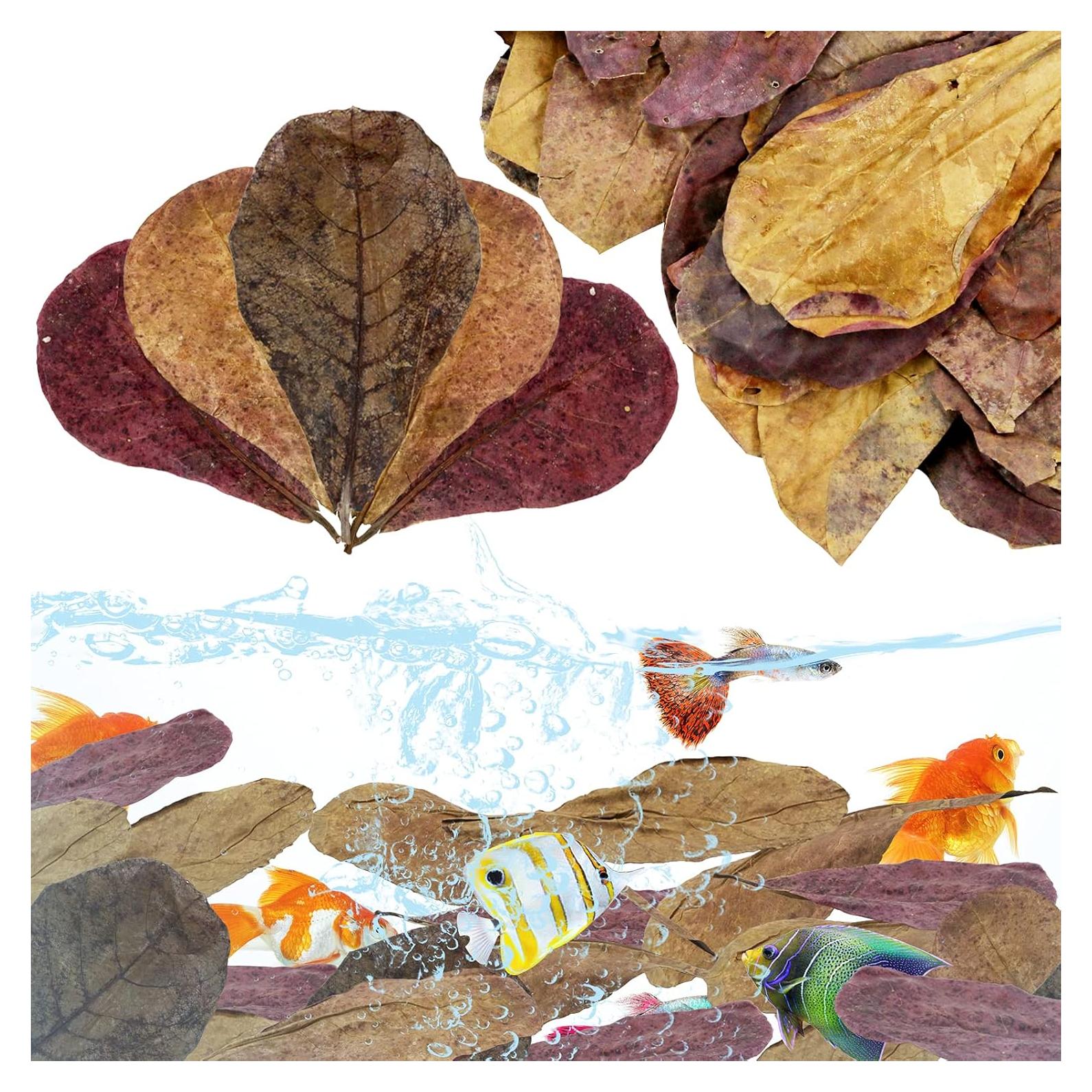 Hojas de Catappa para Peces LeonBach 100 Pcs 250g 12.7-20.32 cm