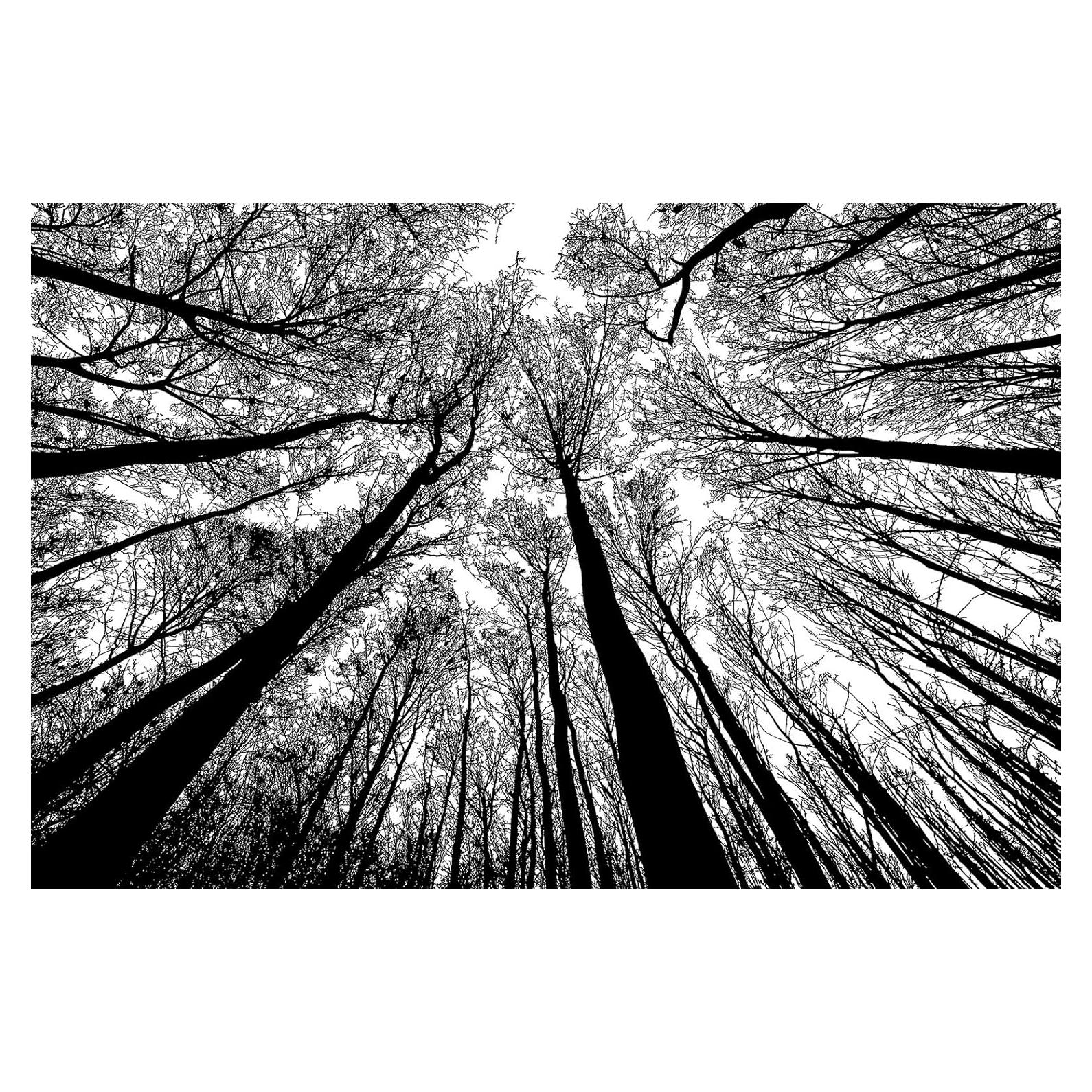 Rompecabezas Bgraamiens Bosque en Blanco y Negro 1000 Piezas