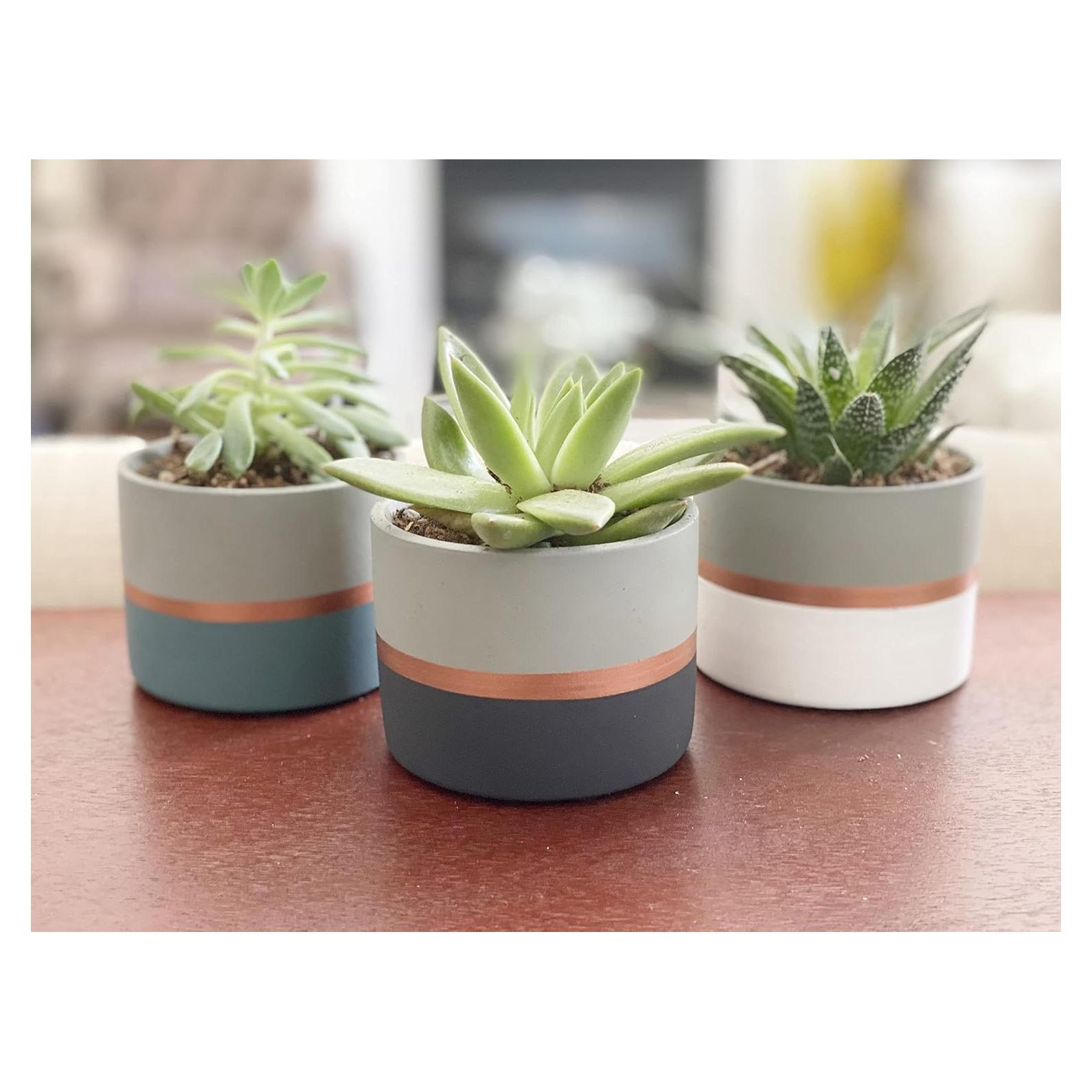 Macetas de Cemento Nórdico Chez JuJu 3.5" con Drenaje - Paquete de 3