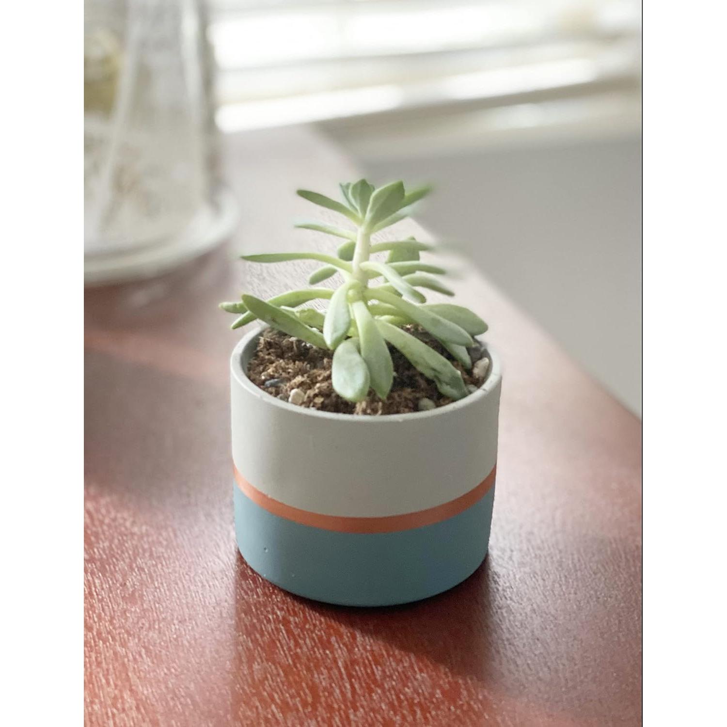 Macetas de Cemento Nórdico Chez JuJu 3.5" con Drenaje - Paquete de 3