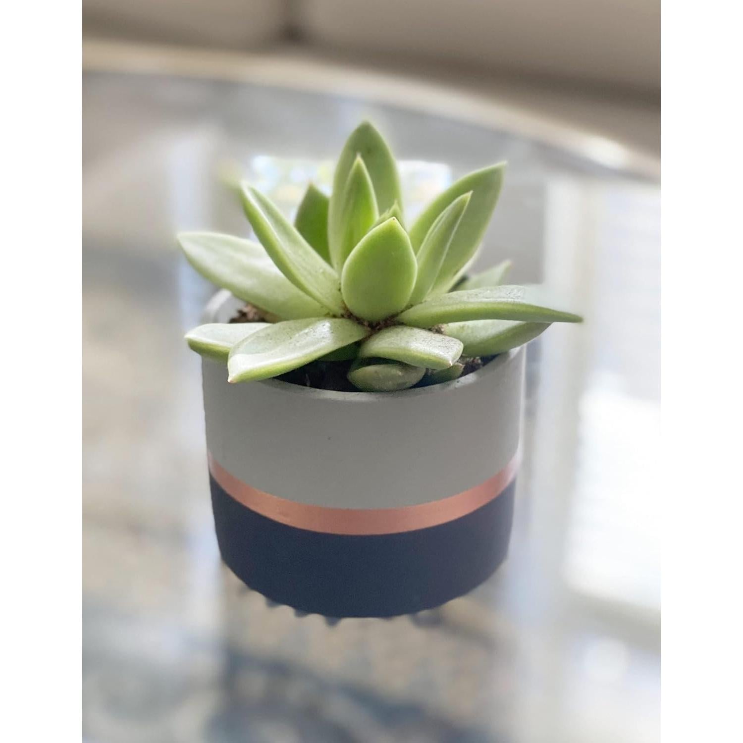 Macetas de Cemento Nórdico Chez JuJu 3.5" con Drenaje - Paquete de 3