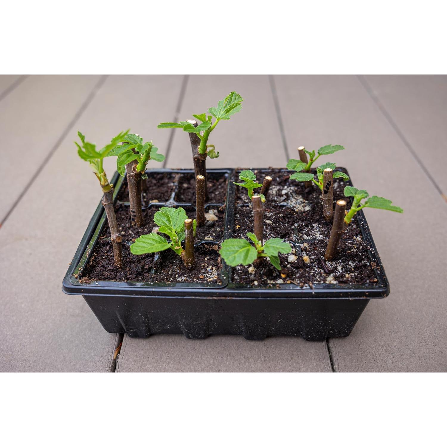 Kit de Inicio de Semillas Gardzen 10 Bandejas Negras 12-Celdas