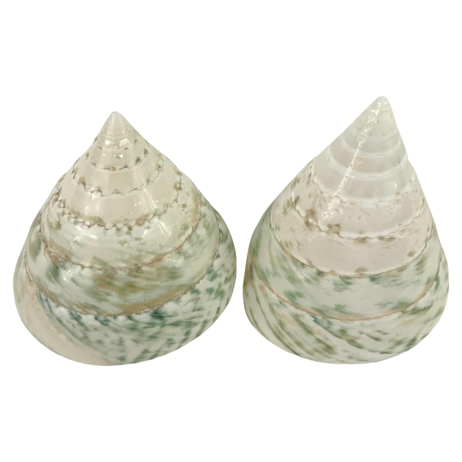 Conchas de Cangrejo Ermitaño MMvolesy 2 Piezas 5-8 cm Verde