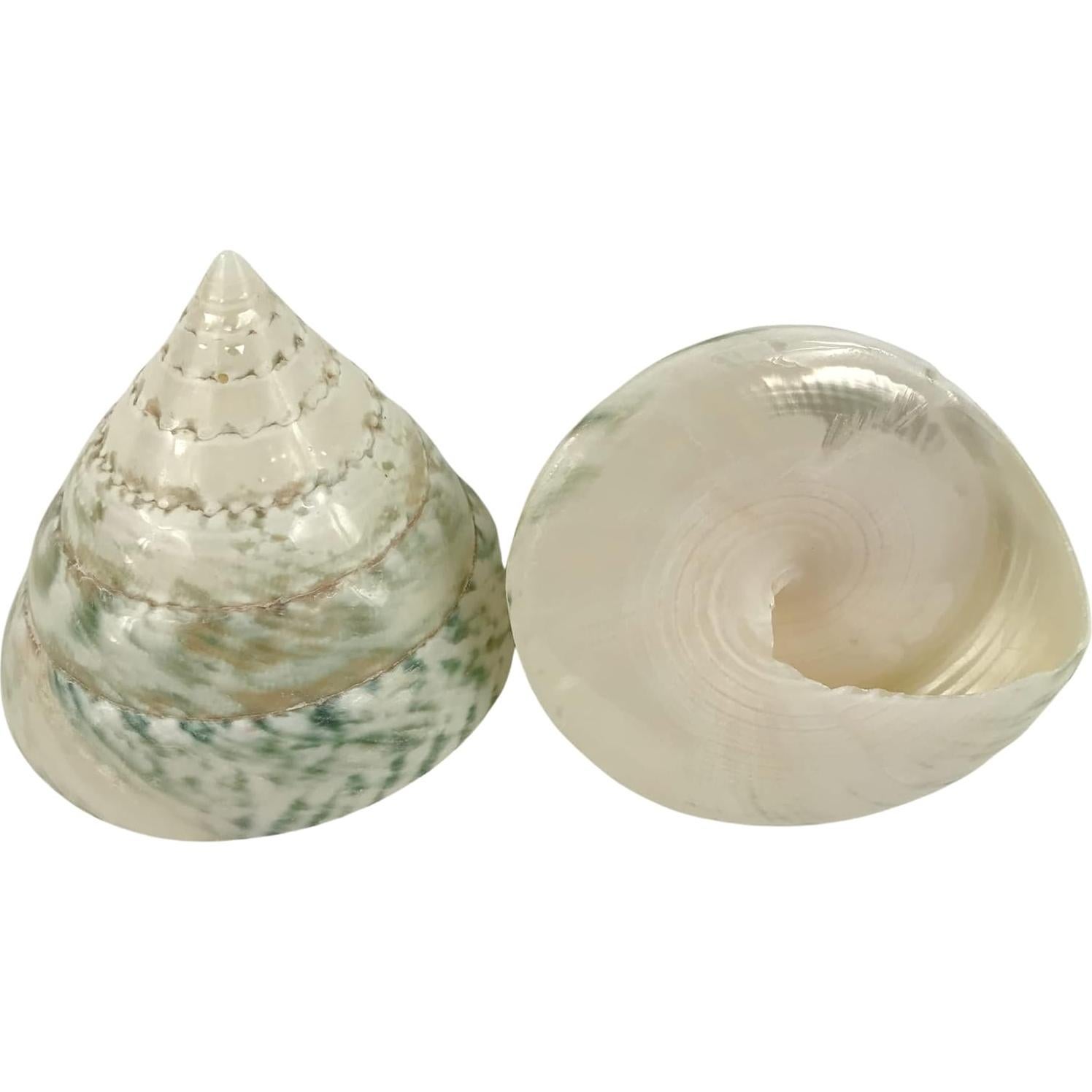 Conchas de Cangrejo Ermitaño MMvolesy 2 Piezas 5-8 cm Verde