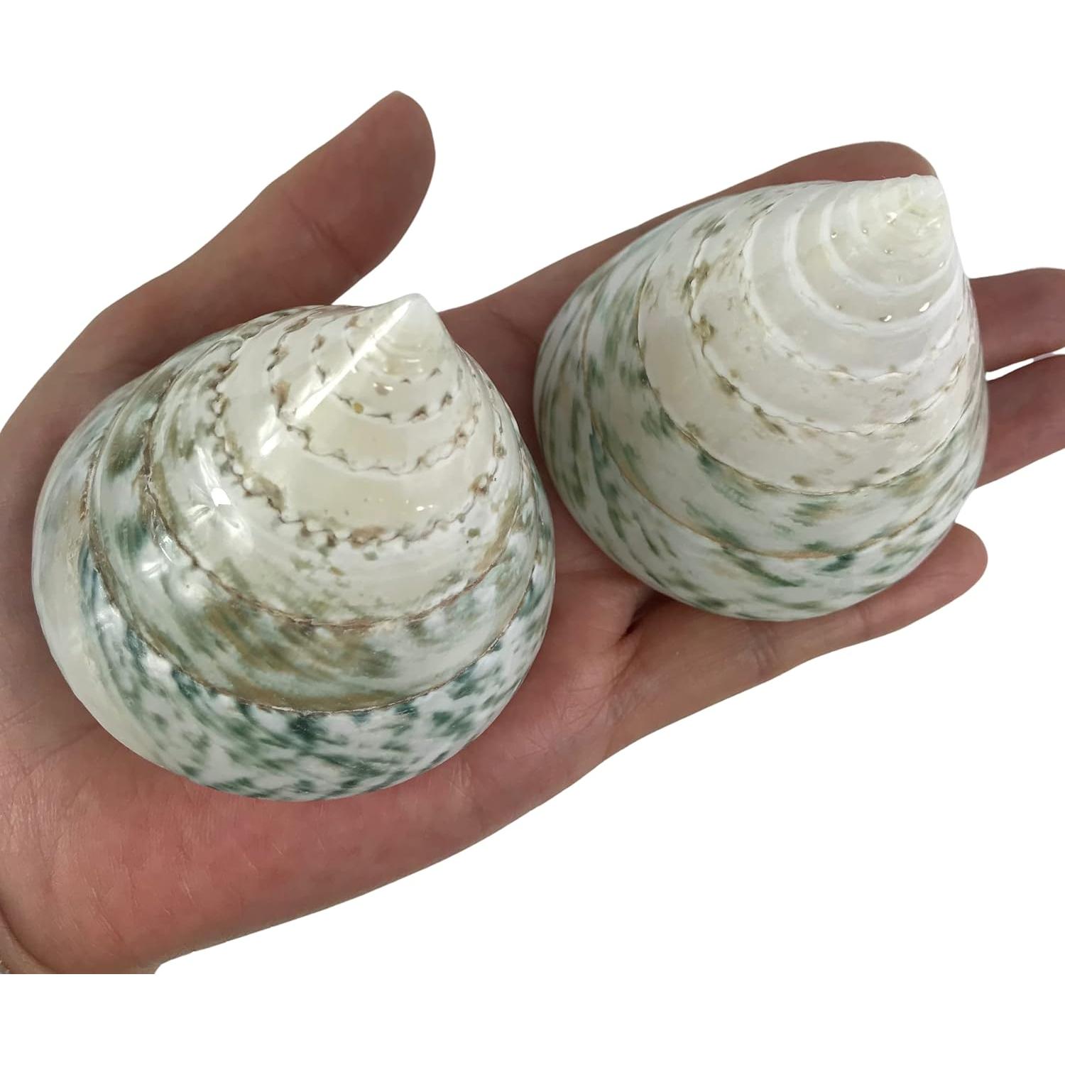 Conchas de Cangrejo Ermitaño MMvolesy 2 Piezas 5-8 cm Verde