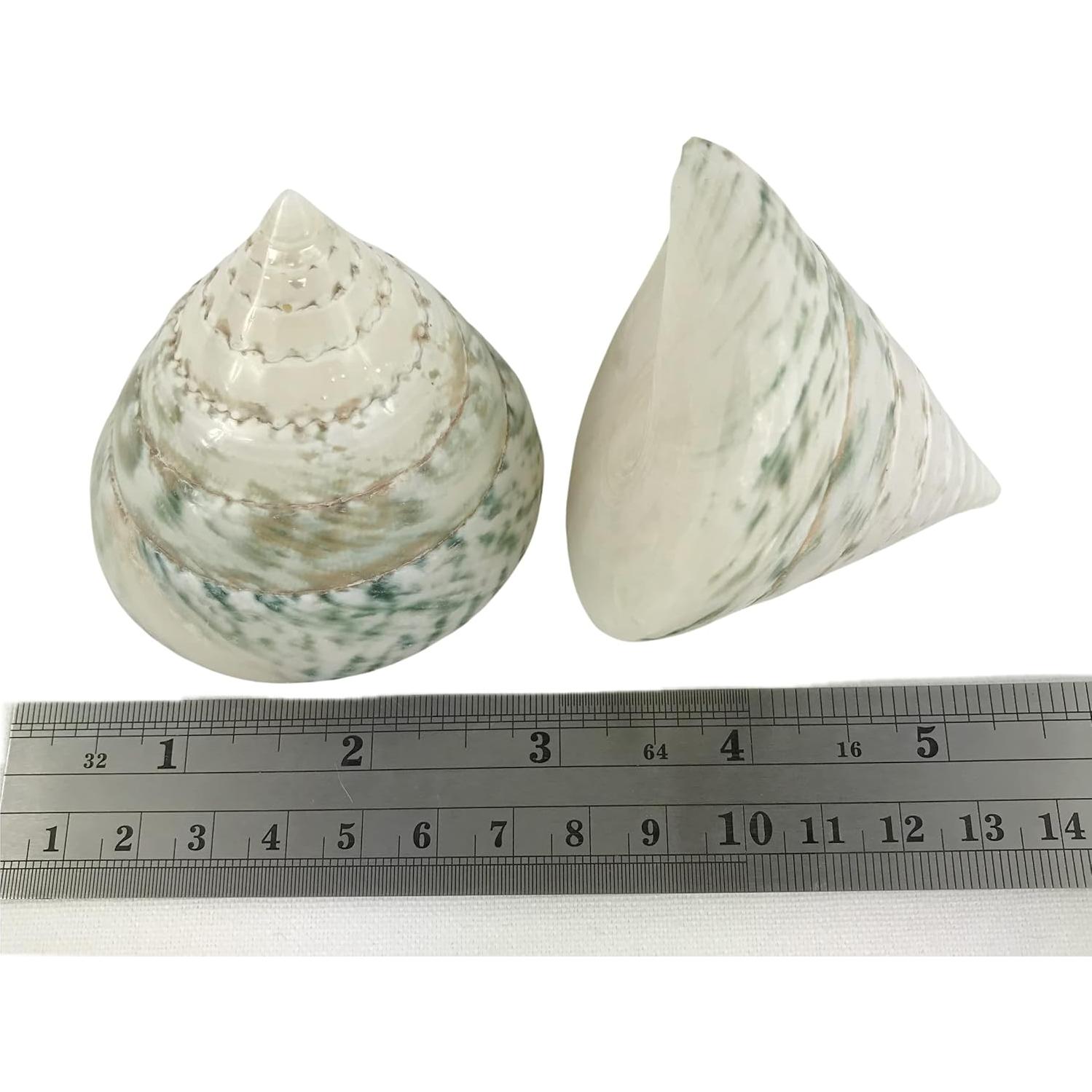 Conchas de Cangrejo Ermitaño MMvolesy 2 Piezas 5-8 cm Verde