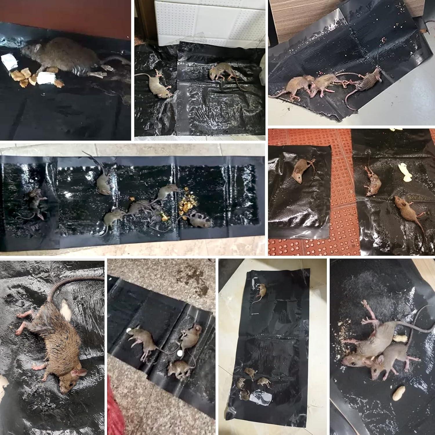 Trampas Adhesivas para Ratones Wanqueen 10 Piezas 119.9x27.9cm