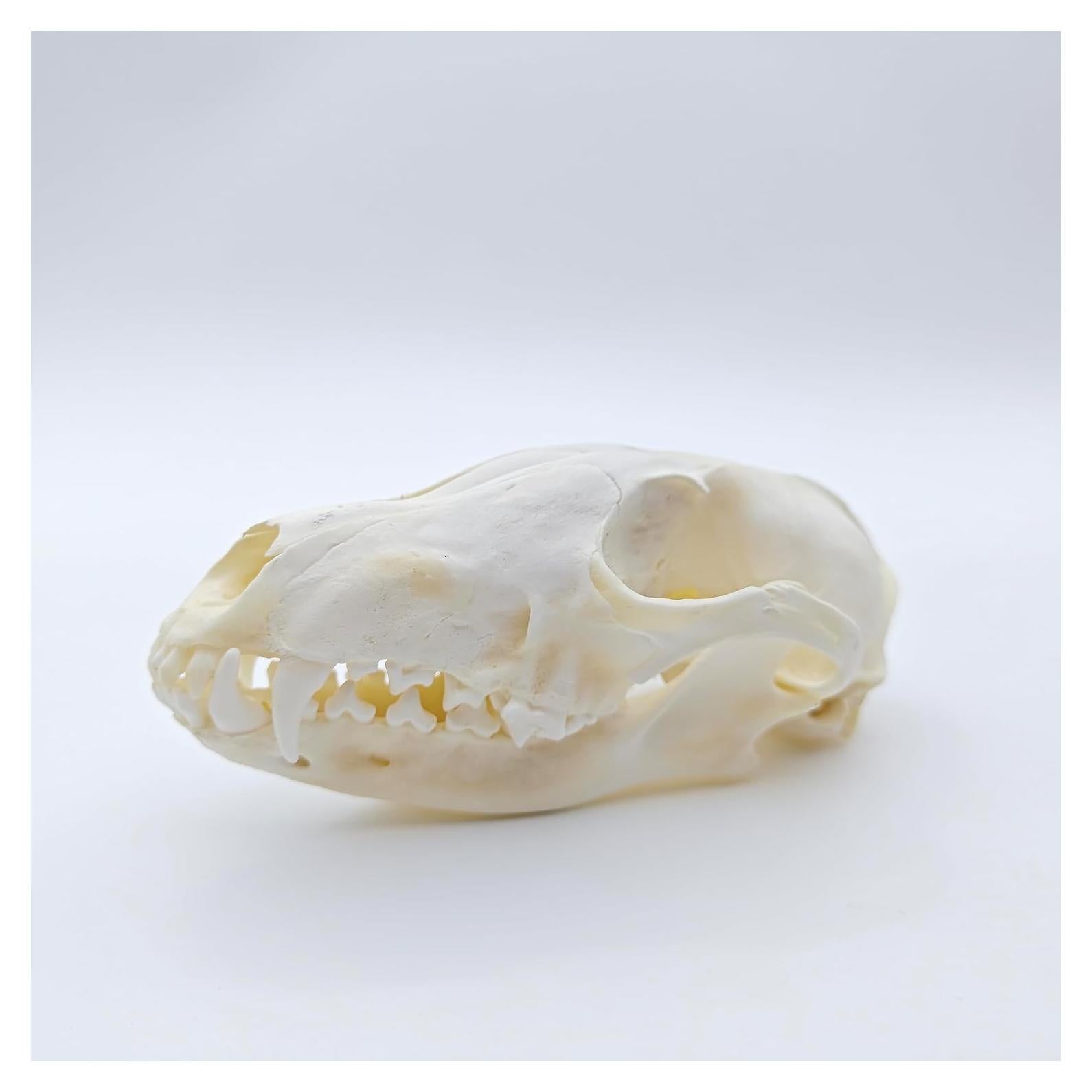 Cráneo de Zorro Natural de Hueso Real - Taxidermia Educativa