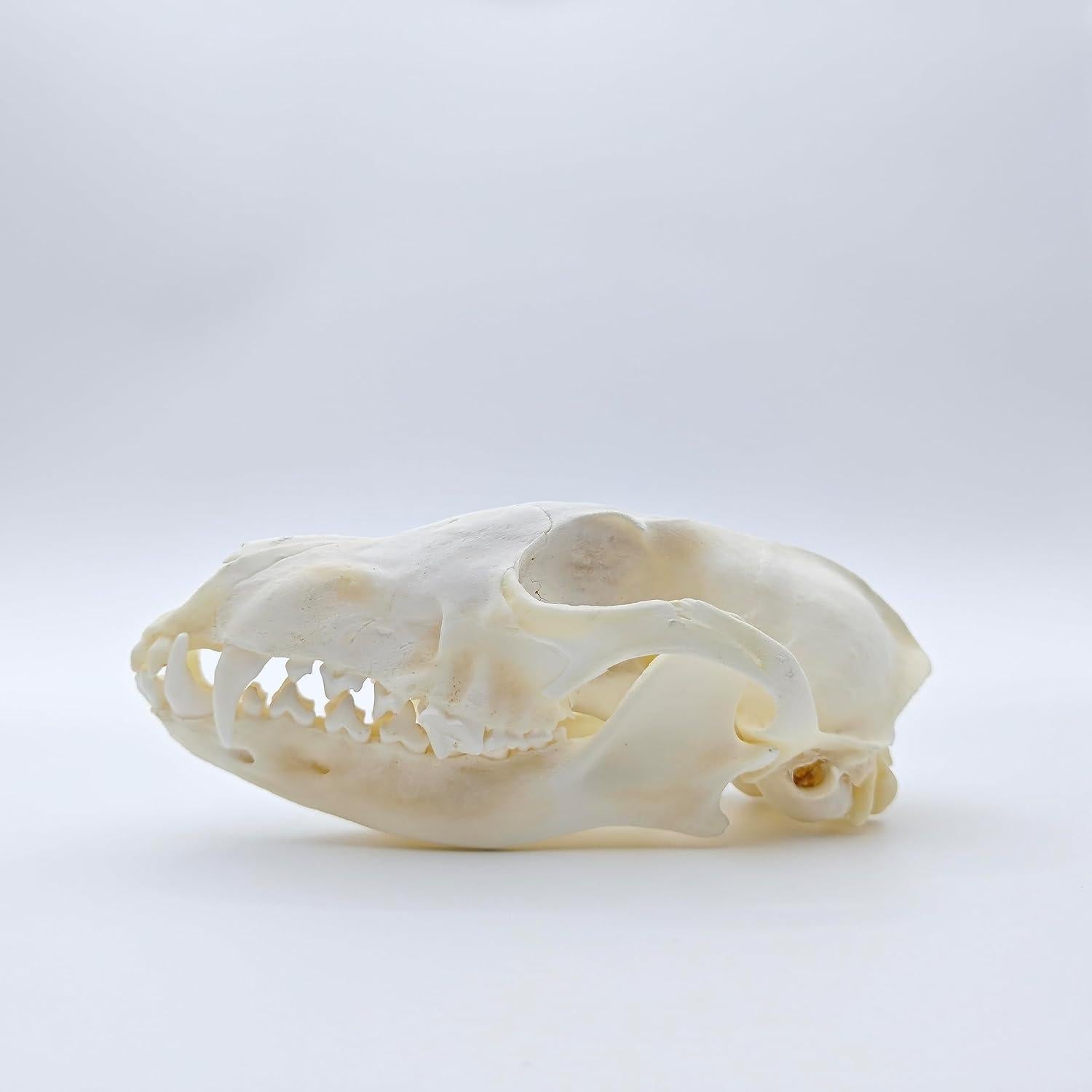 Cráneo de Zorro Natural de Hueso Real - Taxidermia Educativa