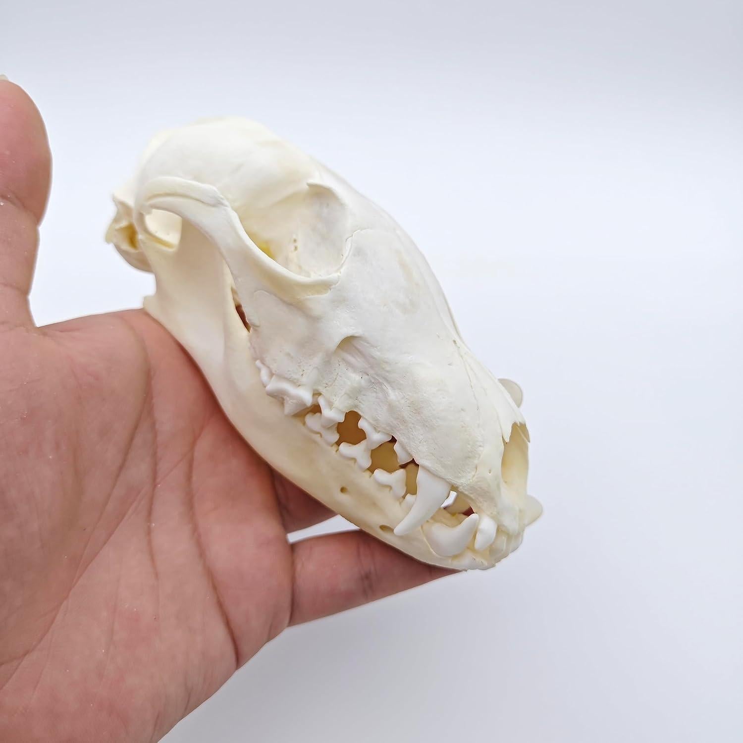 Cráneo de Zorro Natural de Hueso Real - Taxidermia Educativa