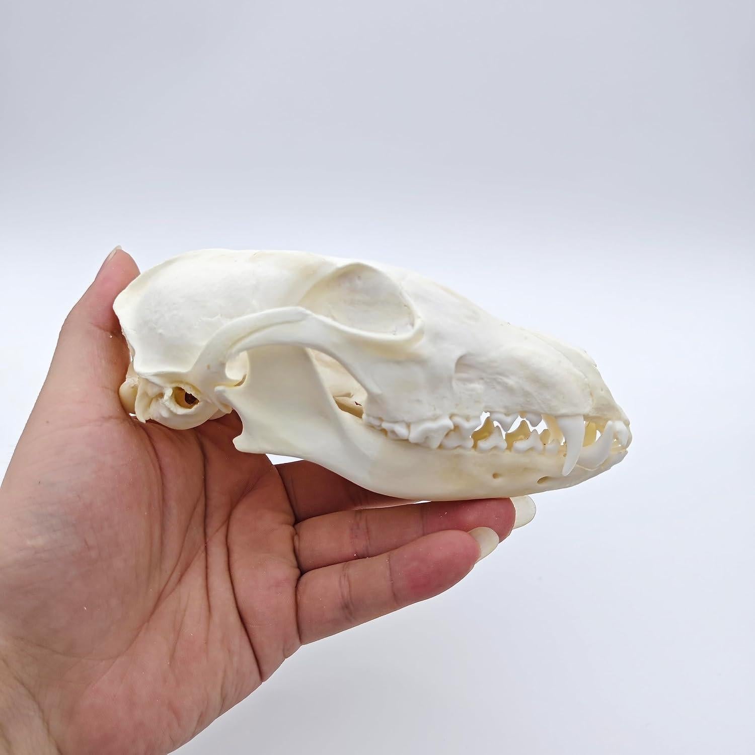 Cráneo de Zorro Natural de Hueso Real - Taxidermia Educativa