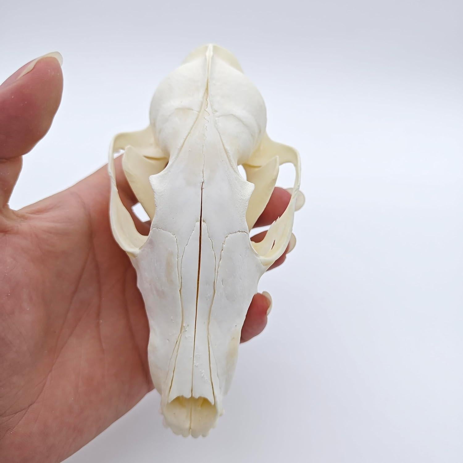 Cráneo de Zorro Natural de Hueso Real - Taxidermia Educativa