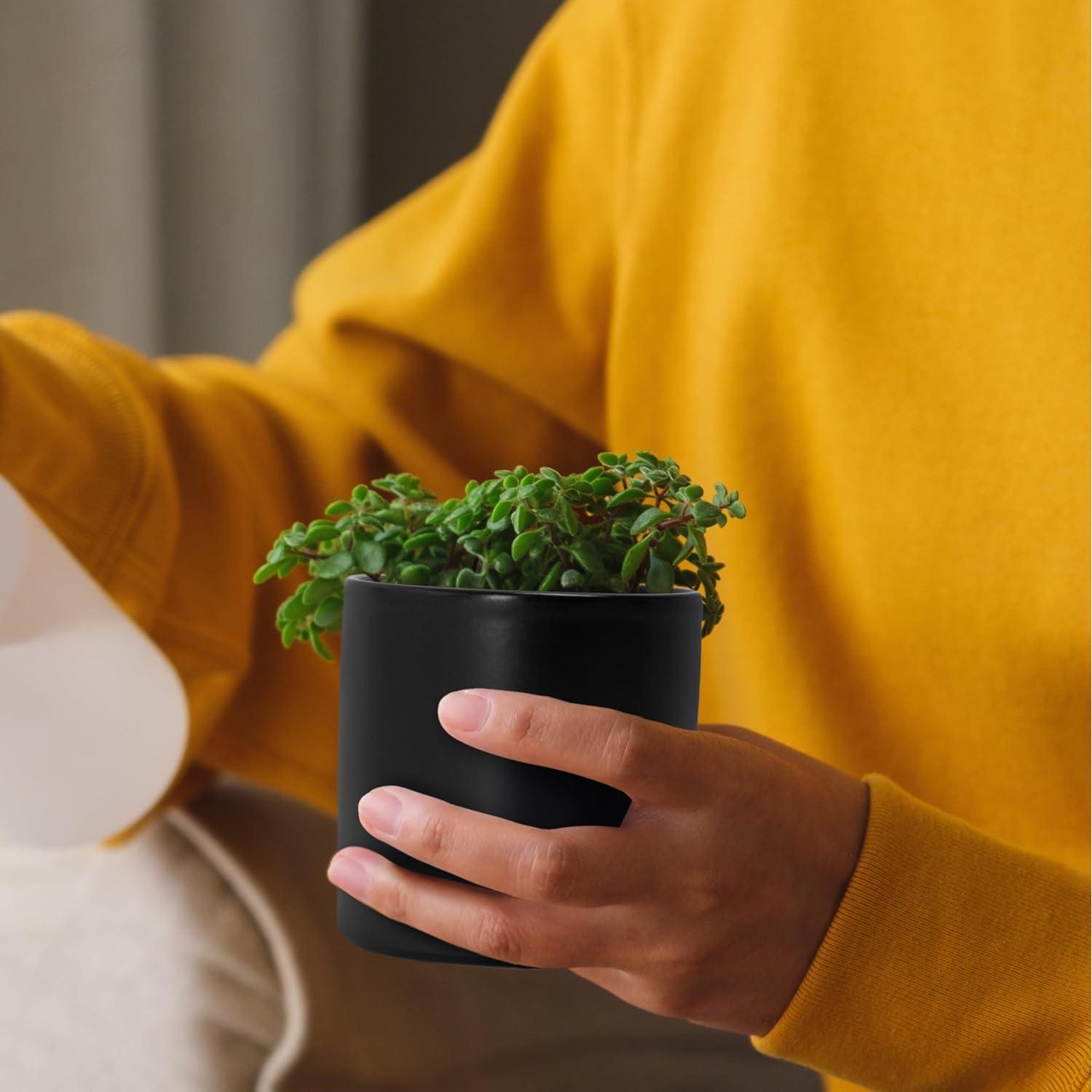 Juego de 2 macetas D'vine Dev cerámica 7.6 cm negro con drenaje