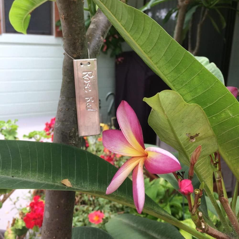 Etiquetas de Plantas de Aluminio TINSKY 50PCS Resistentes e Impermeables