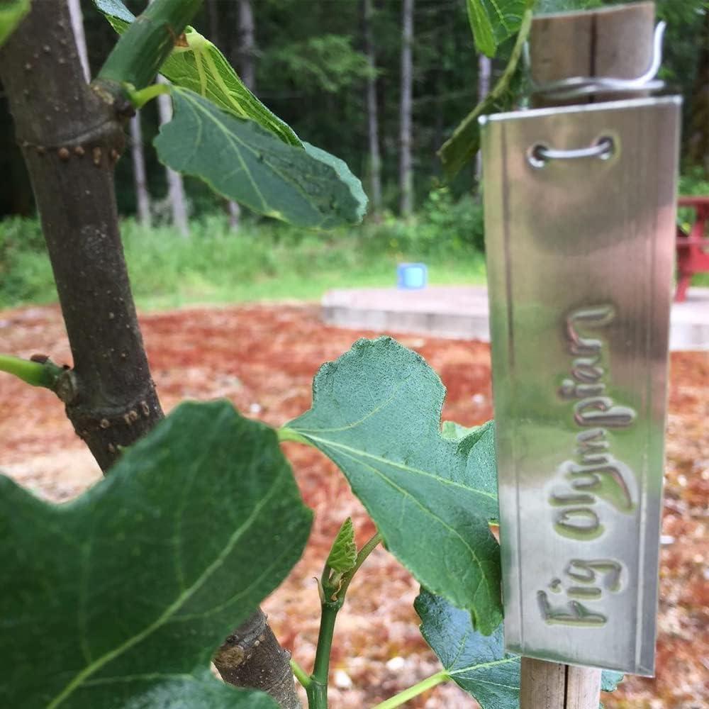 Etiquetas de Plantas de Aluminio TINSKY 50PCS Resistentes e Impermeables