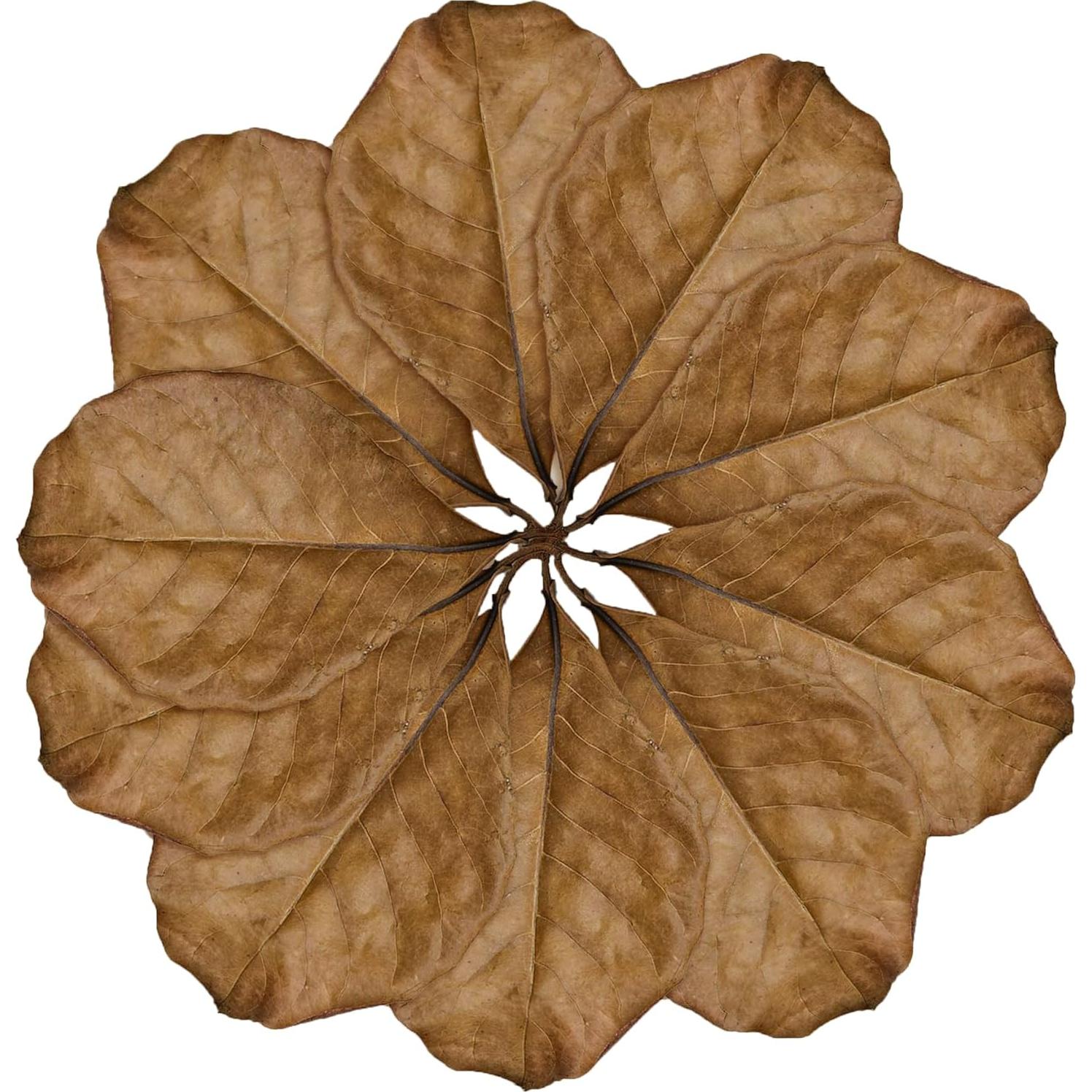 Hoja de Hojarasca SunGrow para Reptiles - 10 Piezas Medianas