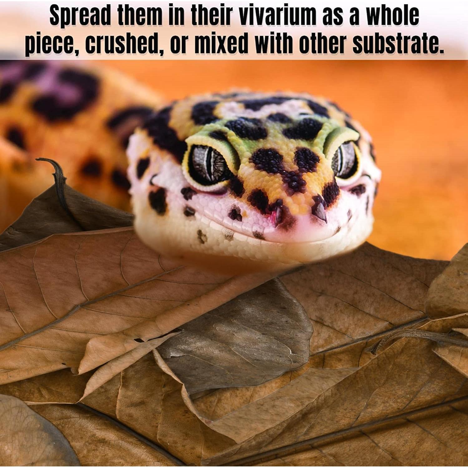 Hoja de Hojarasca SunGrow para Reptiles - 10 Piezas Medianas