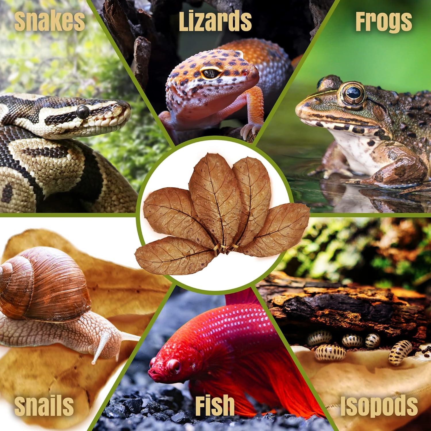 Hoja de Hojarasca SunGrow para Reptiles - 10 Piezas Medianas