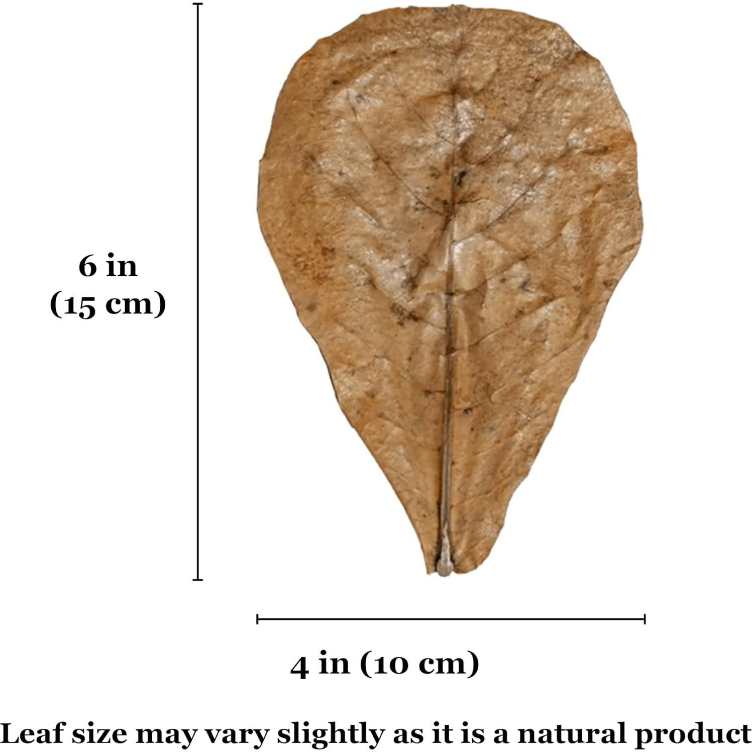 Hoja de Hojarasca SunGrow para Reptiles - 10 Piezas Medianas