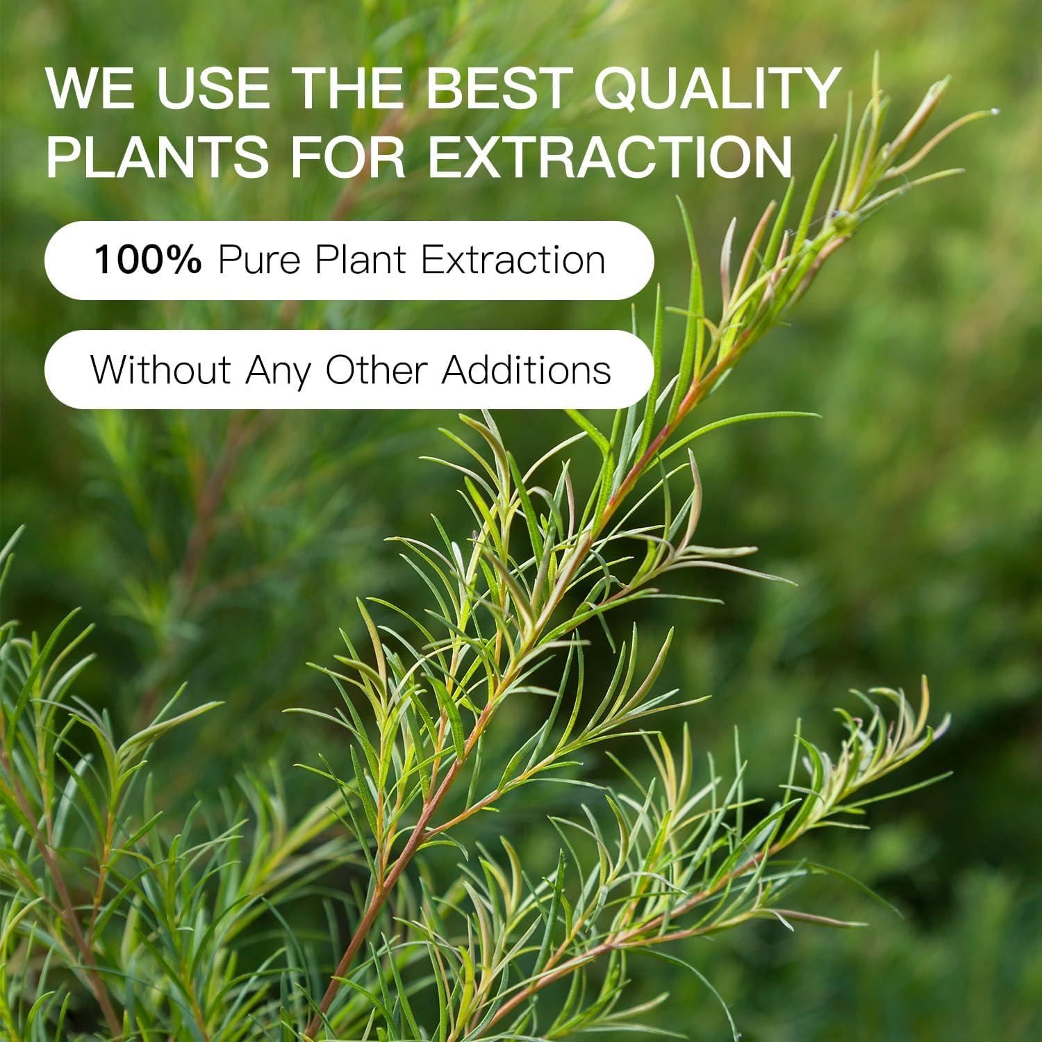 Aceite Esencial de Árbol de Té QONG 10ml - Puro y Natural