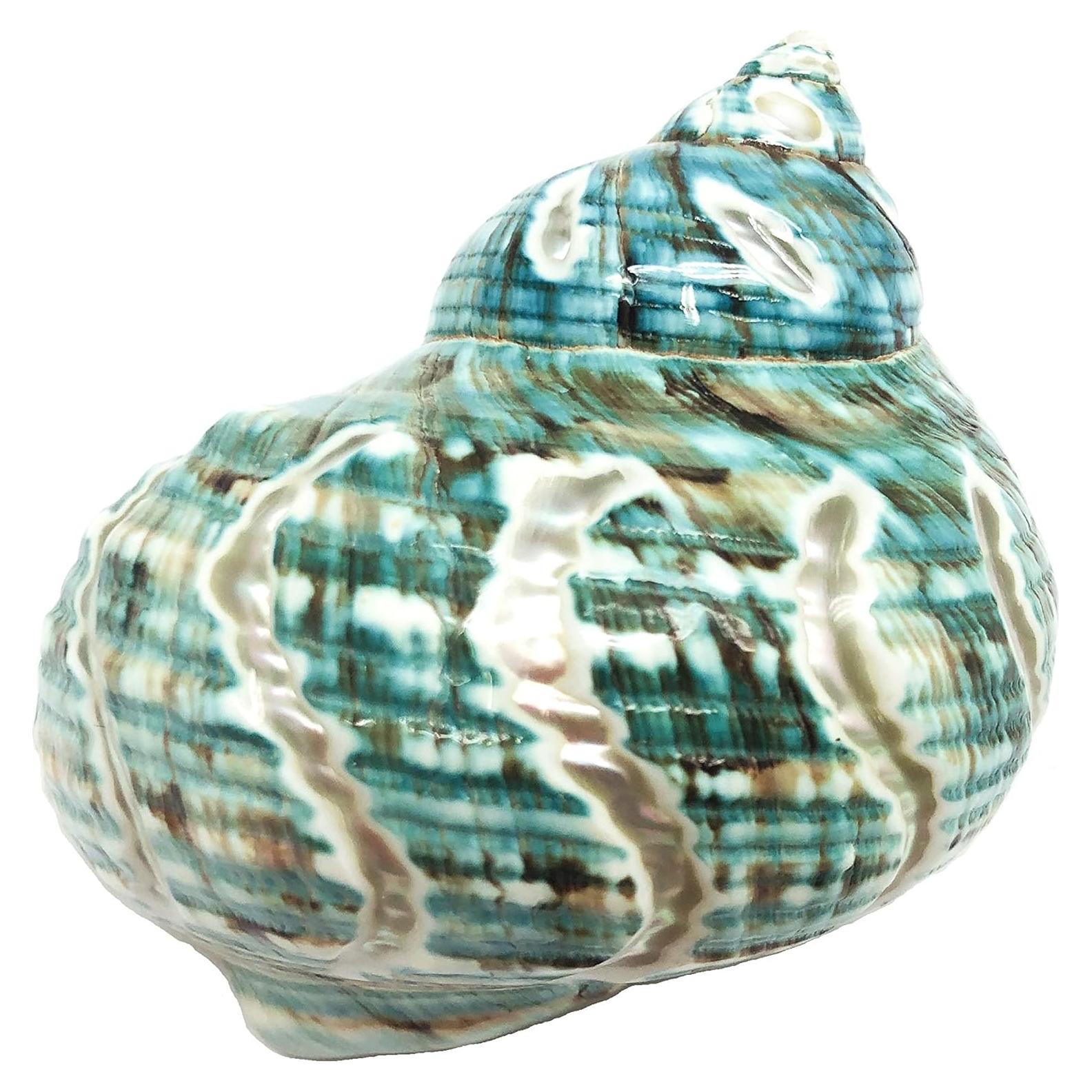 Concha Turbo Espiral de Jade PEPPERLONELY 8.9-10.2 cm