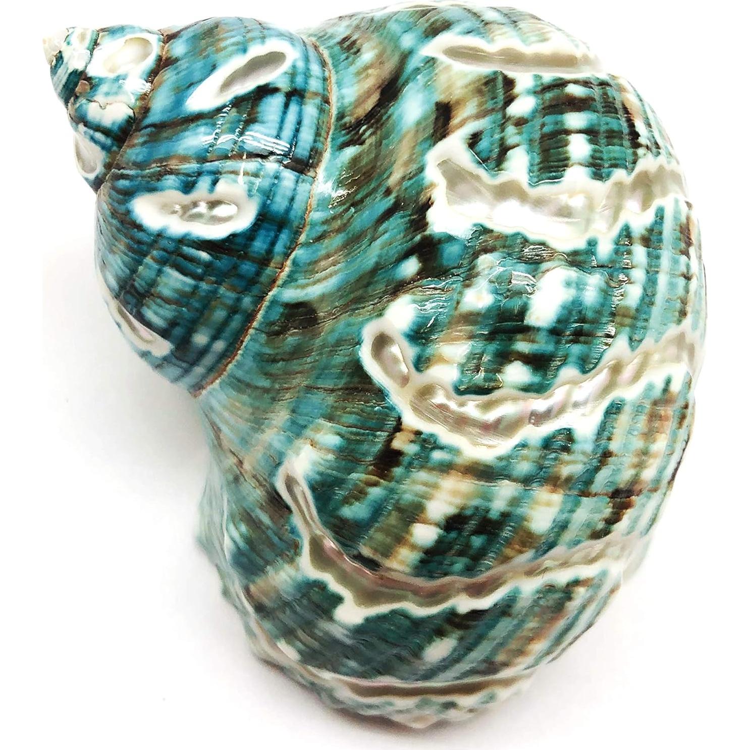 Concha Turbo Espiral de Jade PEPPERLONELY 8.9-10.2 cm