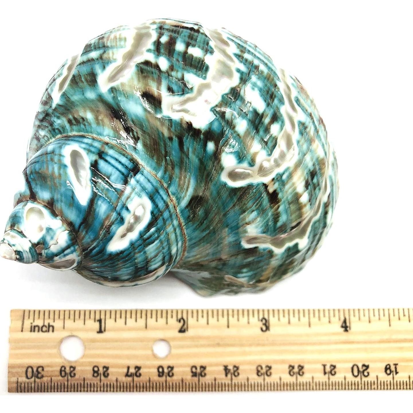 Concha Turbo Espiral de Jade PEPPERLONELY 8.9-10.2 cm