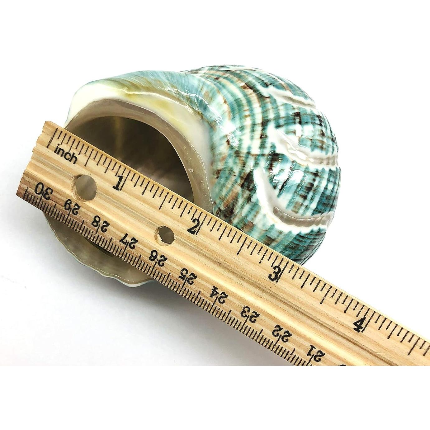 Concha Turbo Espiral de Jade PEPPERLONELY 8.9-10.2 cm