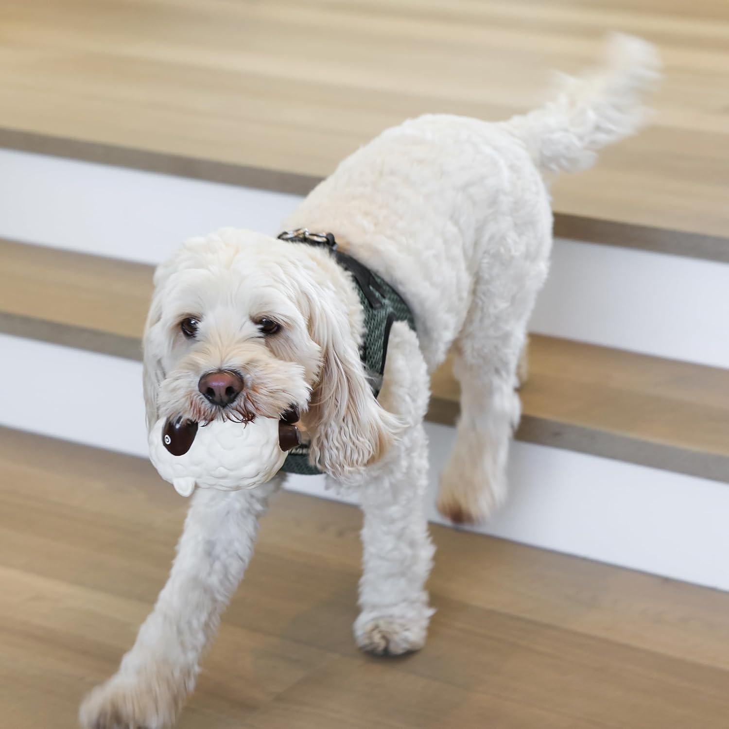 Conjunto de Juguetes para Masticar Perro Birch Brands 6 Piezas