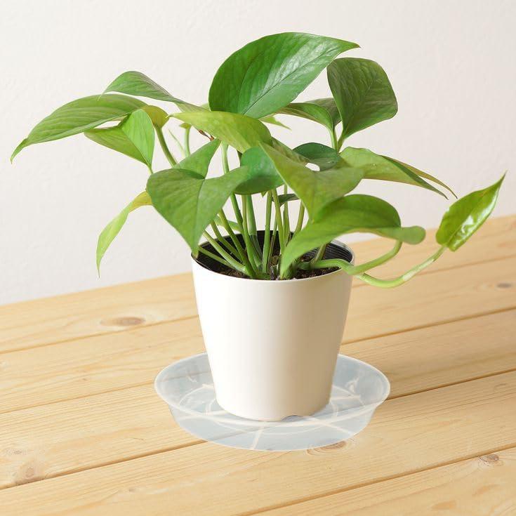 Paquete de 6 Platos de Goteo para Plantas Afrine 12.7 cm