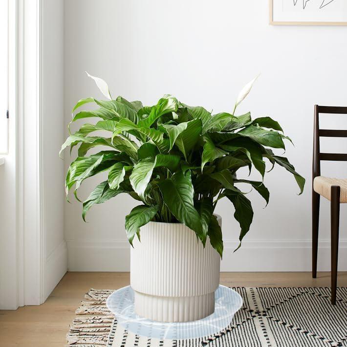 Paquete de 6 Platos de Goteo para Plantas Afrine 12.7 cm