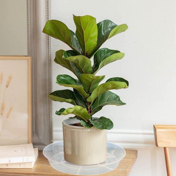 Paquete de 6 Platos de Goteo para Plantas Afrine 12.7 cm