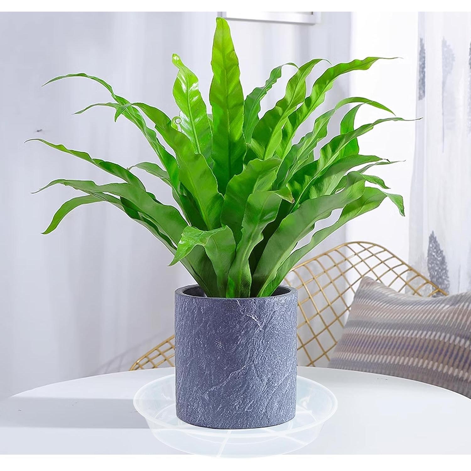 Paquete de 6 Platos de Goteo para Plantas Afrine 12.7 cm