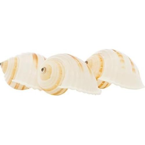 Conchas de Cangrejo Ermitaño Nautical Crush 3 Unidades 7.6-8.9 cm