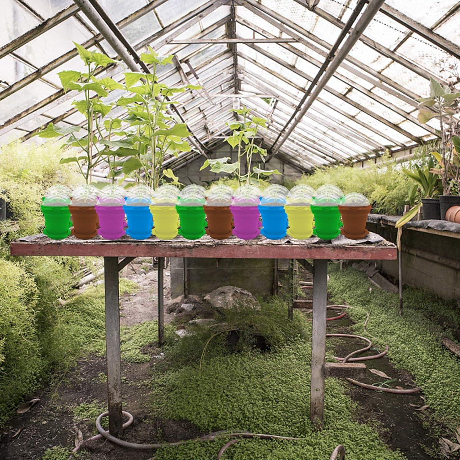 25 Macetas de Vivero ESTRELLA PURPURA para Plantas Suculentas