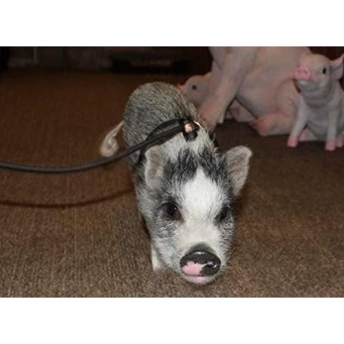 Arnés Ajustable 3.66m Piggy Poo para Mini Cerdo y Mascotas