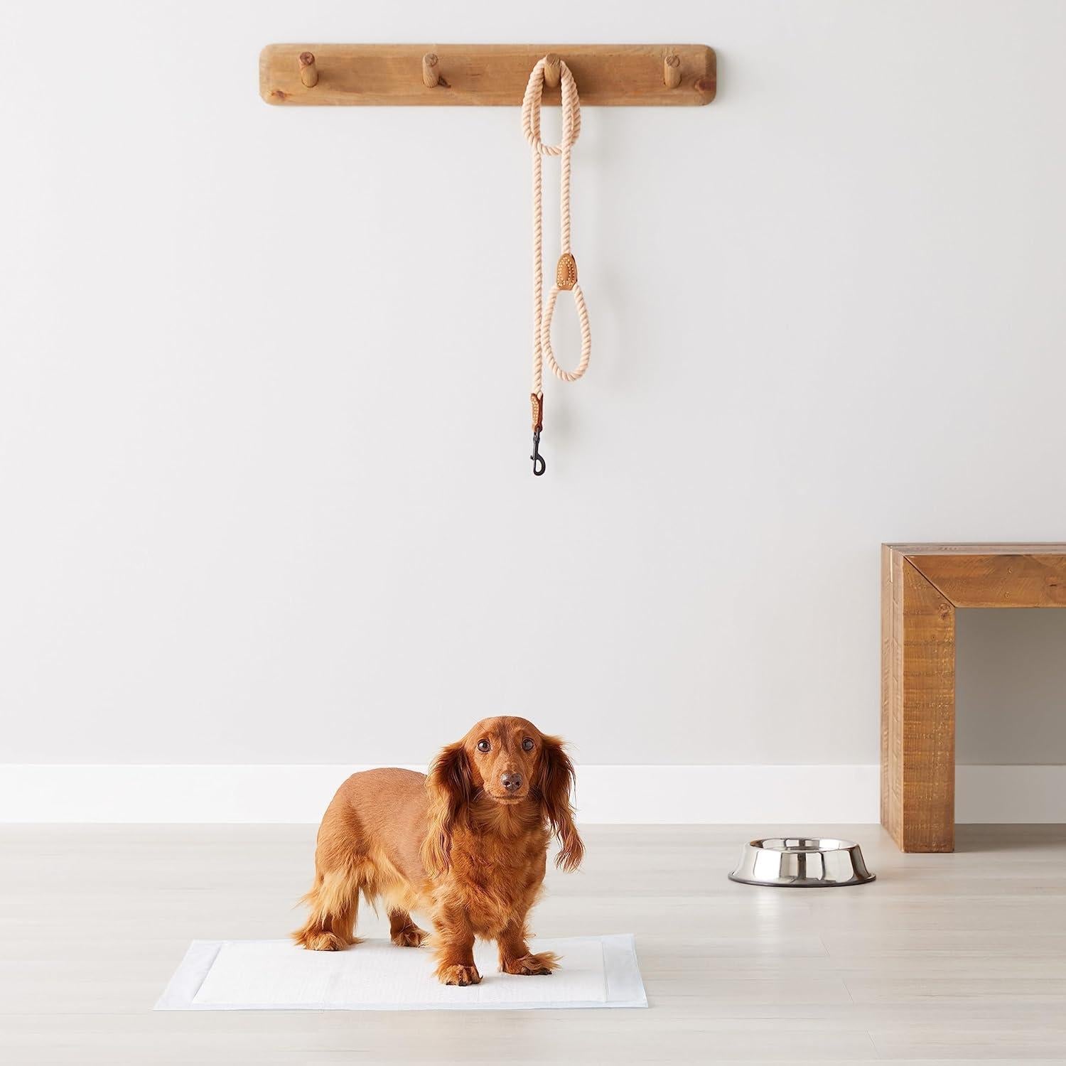 Almohadillas para Orina de Perros Amazon Basics 50 Unidades 56x56cm